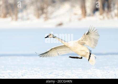 Trompeter Schwan Landung auf St Croix Fluss, Winter, Wisconsin, USA, von Dominique Braud/Dembinsky Photo Assoc Stockfoto