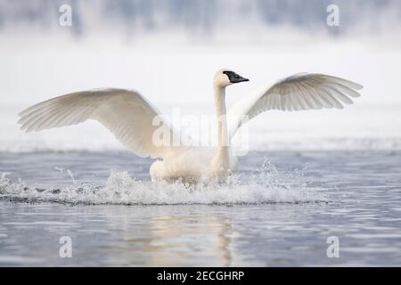 Trompeter Schwan Landung auf St Croix Fluss, Winter, Wisconsin, USA, von Dominique Braud/Dembinsky Photo Assoc Stockfoto