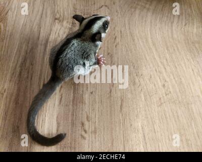 Niedlicher junger Zuckergleiter auf beigefarbenem Holzbrett Stockfoto