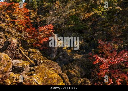 Spektakuläre Weinahornbäume (Acer circinatum) Inmitten eines Lavafeldes entlang des Weges zu den Proxy Falls in Oregon Willamette National Forest Stockfoto