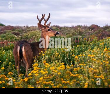 Schwarzschwanz-Hirsch in einem Fleck von goldenen Schafgarben (Eriophyllum confertiflorum) bei Sonnenuntergang entlang der Küste von Pacific Grove, Kalifornien Stockfoto