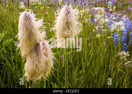 Passqueflower (Pulsatilla patens) mit Lupinen in der Obsidian Cliffs Area von Oregon Three Sisters Wilderness, Willamette National Forest. Stockfoto