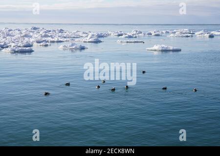 Grand Haven, Michigan, Februar 2021, Lake Michigan, ICES und Enten schwebten im Wasser, klares Wasser, Winter Stockfoto