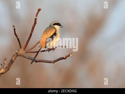 Langschwanzwürger (Lanius schach) in Japan Stockfoto