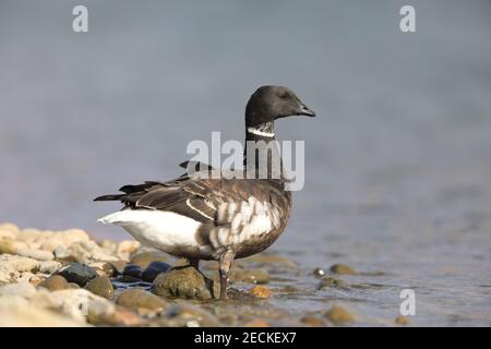 Brent Gans (Branta bernicla orientalis) in Japan Stockfoto