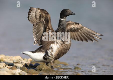 Brent Gans (Branta bernicla orientalis) in Japan Stockfoto