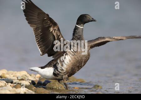 Brent Gans (Branta bernicla orientalis) in Japan Stockfoto