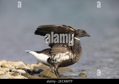 Brent Gans (Branta bernicla orientalis) in Japan Stockfoto