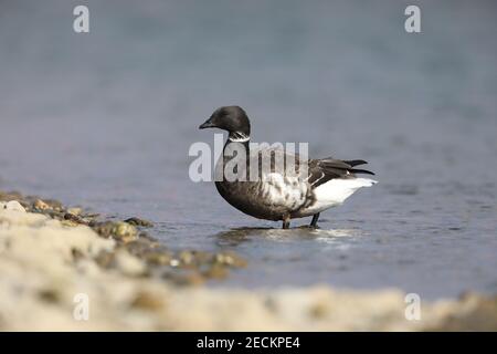 Brent Gans (Branta bernicla orientalis) in Japan Stockfoto