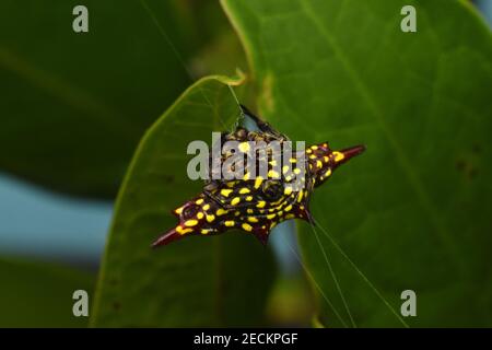 Gelbe stachelige Orb Spinne, abdominale Ansicht Stockfoto