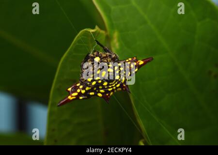 Gelbe stachelige Orb Spinne, abdominale Ansicht Stockfoto