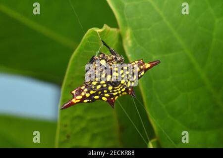 Gelbe stachelige Orb Spinne, abdominale Ansicht Stockfoto