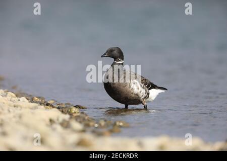 Brent Gans (Branta bernicla orientalis) in Japan Stockfoto