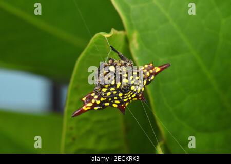 Gelbe stachelige Orb Spinne, abdominale Ansicht Stockfoto