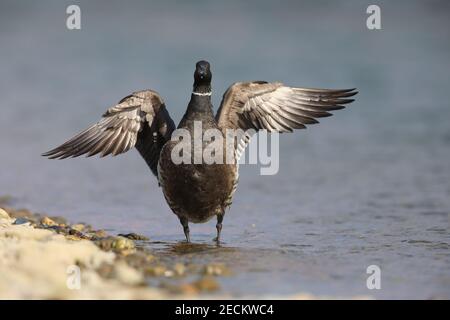 Brent Gans (Branta bernicla orientalis) in Japan Stockfoto