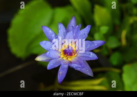Nasser blauer Lotus im kleinen Garten Stockfoto