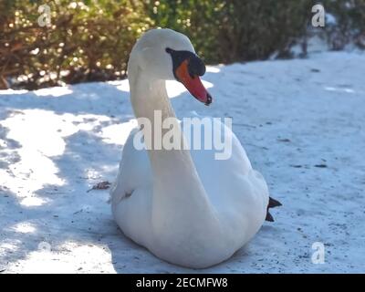 Der weiße Schwan sitzt im Schnee Stockfoto