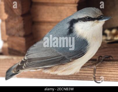 Eurasischer Nuthatch, Nötväcka (Sitta europaea) Stockfoto