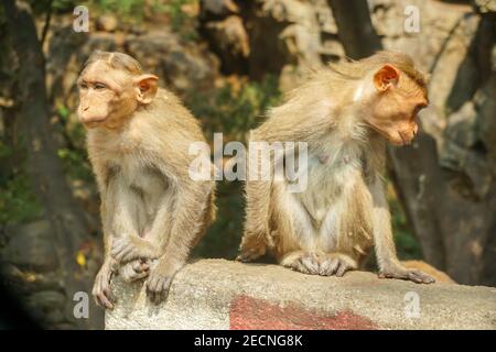 Indische Makaken sitzen auf Zementblock Stockfoto