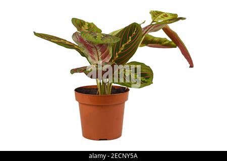 Exotische 'Maranta Leuconeura Fascinator' Zimmerpflanze isoliert auf weißem Hintergrund Stockfoto