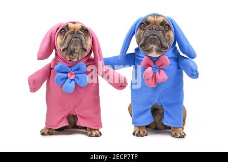 Paar lustige französische Bulldoggen verkleidet mit Ostern bunny Kostüme mit blauen und rosa Ganzkörperanzügen mit Blumen isoliert auf weißem Hintergrund Stockfoto