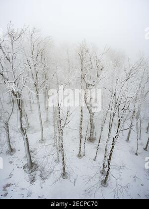 Drohnenvögel sehen schneebedeckte Bäume im Winterwald. Starker Nebel und sanfter Schnee Stockfoto