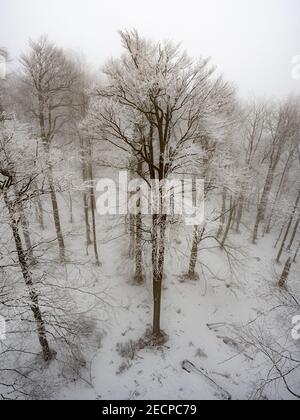 Winter verschneiten immergrünen Wald an einem nebligen Morgen. Dunkle Bäume und Tannen mit leuchtendem Raureif bedeckt Stockfoto