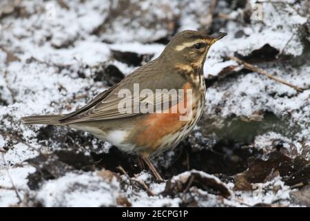 Ein Rotflügler, Turdus iliacus, auf der Suche nach Nahrung auf dem Boden unter dem Schnee und verfallenden Blättern in Wäldern in Großbritannien. Stockfoto