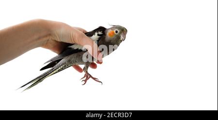 Weibliche Hand hält einen grauen Papageienschakakabel auf einem weißen isolierten Hintergrund. Papagei in der Hand. Hand hält einen Papagei. Stockfoto