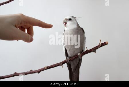 Nahaufnahme weißen Papageienschakel offenen Schnabel beißenden Mann Finger. Vogel offenen Schnabel auf weißem Hintergrund.Weiche Fokus Stockfoto