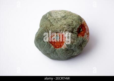 Mandarine mit Schimmel auf weißem Hintergrund. Zitrus mit Pilz. Verwöhnter product.selective Fokus. Weicher Fokus. Stockfoto
