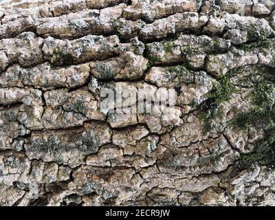 Nahaufnahme des Texturhintergrunds einer alten Eichenbaumrinde. Stockfoto