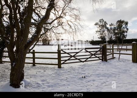 Schneebedeckte Paddock, Tor und Bäume mit zwei Ponys in der Ferne Stockfoto
