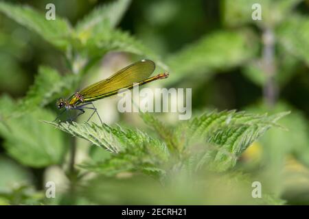 Emerald Damselfly juv weiblich (Lestes sponsa) Weibliche Smaragddamselfly, die auf einem Brennnesselblatt mit einem ruhend Natürlicher grüner Hintergrund Stockfoto