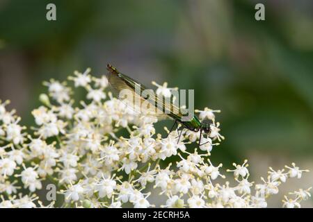 Emerald Damselfly juv weiblich (Lestes sponsa) Weibliche Smaragddamselfly ruht auf einer weißen wilden Blume mit Ein natürlicher grüner Hintergrund Stockfoto