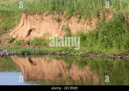 Erodierte Flussufer spiegelte sich im Wasser mit wilden Blumen Auf der Bank wachsen Stockfoto