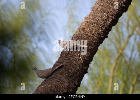 Taube mit eurasischen Halsabschnitten (Streptopelia decaocto) Ein Paar von eurasischen Halstauben isoliert auf dem Stamm Einer Palme Stockfoto