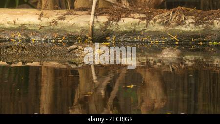 Falsches Gharialkrokodil (Tomistoma schlegelii) Ein einziges falsches Gharial-Krokodil, das zur Hälfte im Wasser ruht Mit einer Reflexion in einem natürlichen Licht Stockfoto