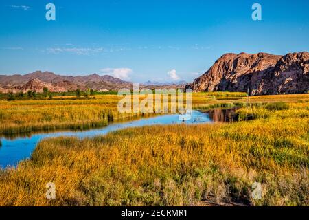 Taylor Lake, Feuchtgebiete, Uferzone am Colorado River, Picacho State Recreation Area, Sonoran Desert, in der Nähe von Yuma, Kalifornien, USA Stockfoto