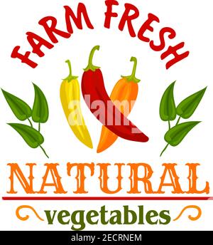 Scharfe Chili und Cayennepfeffer Gemüse Symbol mit roten, gelben und orangen würzigen Paprika, eingerahmt von Blättern und Kopfzeilen Natural and Farm Fresh. Gewürz Stock Vektor