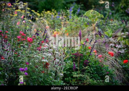 angelica sylvestris purpurea,salvia amistad,salvia fulgens,dahlia taratahi ruby,lychnis coronaria gärtner world,Wasserlilie Dahlien, Salvia amistad, Sti Stockfoto