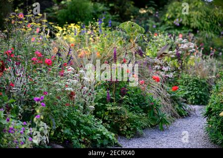 angelica sylvestris purpurea,salvia amistad,dahlia taratahi ruby,lychnis coronaria gärtner Welt,wasserlily dahlias,salvia amistad, Stipa gigantea, lea Stockfoto