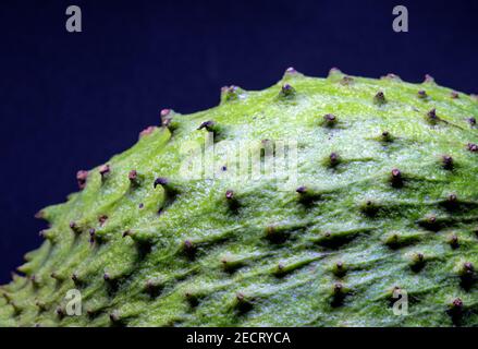 Grüne tropische Frucht auf schwarzem Hintergrund. Soursup- oder Soursop-Details. Guyabano Foto Textur. Spiky tropische Frucht mit grüner Haut. Süße tropische Dess Stockfoto