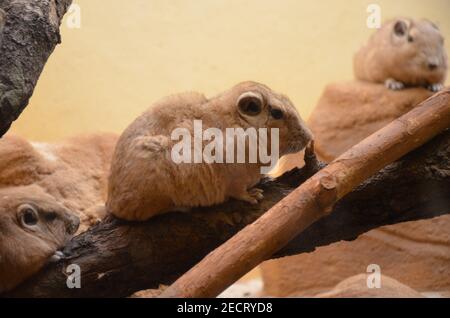 Gemeiner gundi (Ctenodactylus gundi) im Frankfurter Zoo Stockfoto