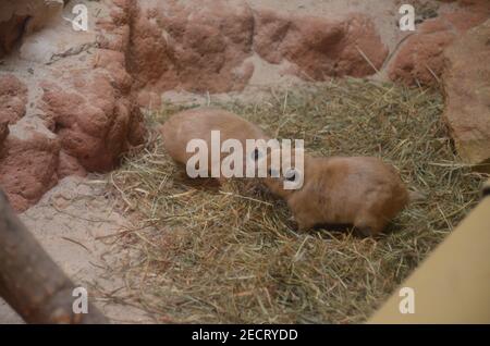 Gemeiner gundi (Ctenodactylus gundi) im Frankfurter Zoo Stockfoto