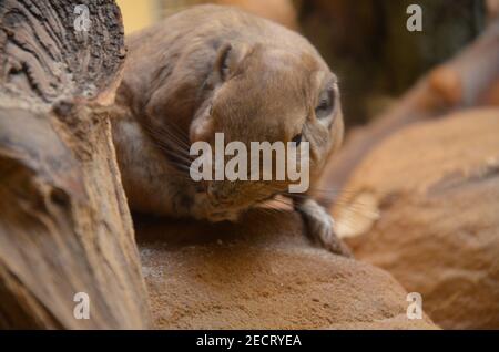 Gemeiner gundi (Ctenodactylus gundi) im Frankfurter Zoo Stockfoto