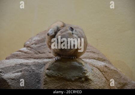 Gemeiner gundi (Ctenodactylus gundi) im Frankfurter Zoo Stockfoto