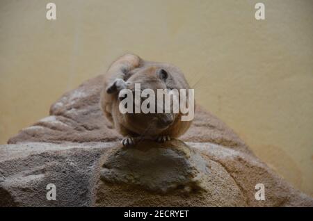 Gemeiner gundi (Ctenodactylus gundi) im Frankfurter Zoo Stockfoto