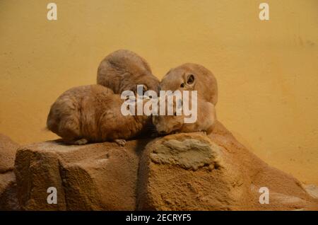 Gemeiner gundi (Ctenodactylus gundi) im Frankfurter Zoo Stockfoto