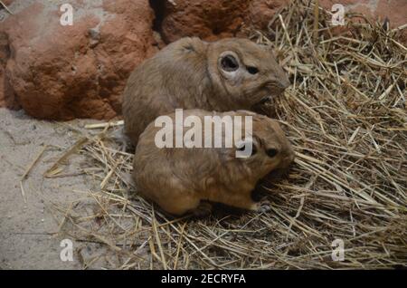 Gemeiner gundi (Ctenodactylus gundi) im Frankfurter Zoo Stockfoto
